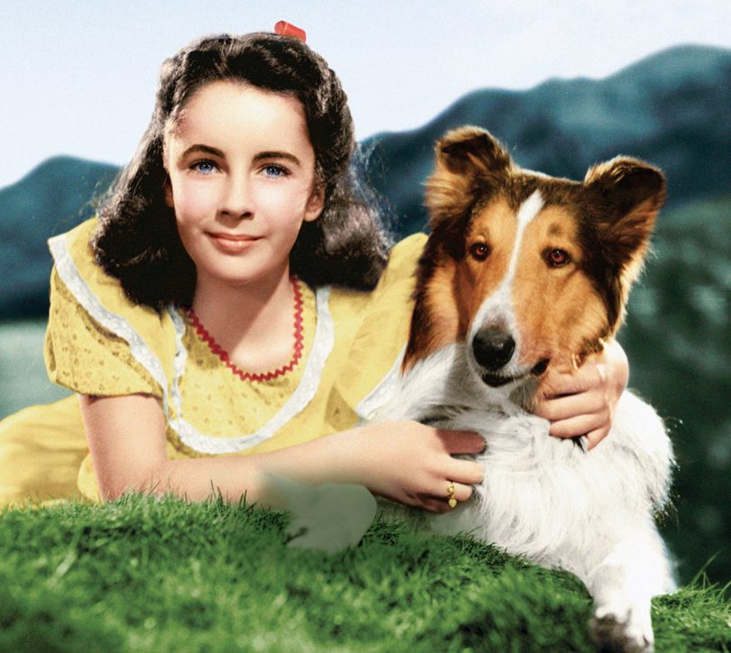 lassie-810x724