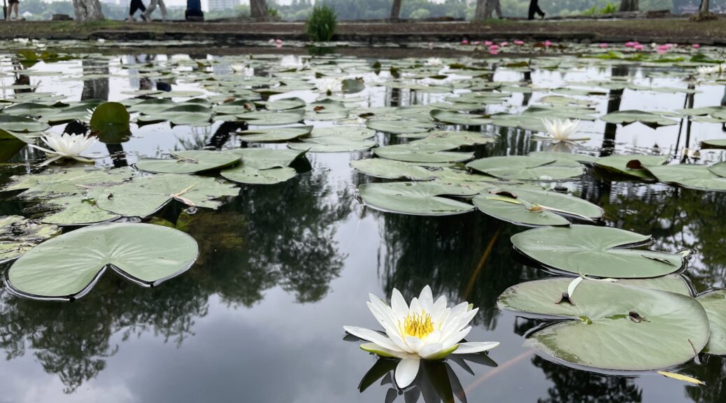 Fiori di loto al Parco Mochouhu di Nanchino