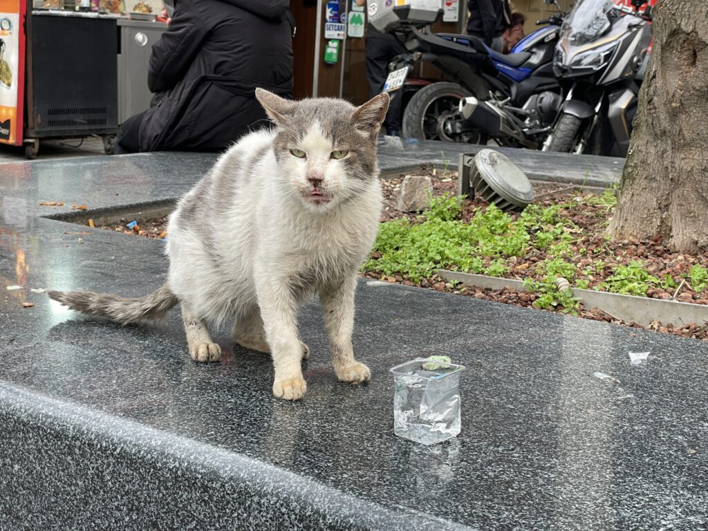 Il più brutto gatto di Istanbul