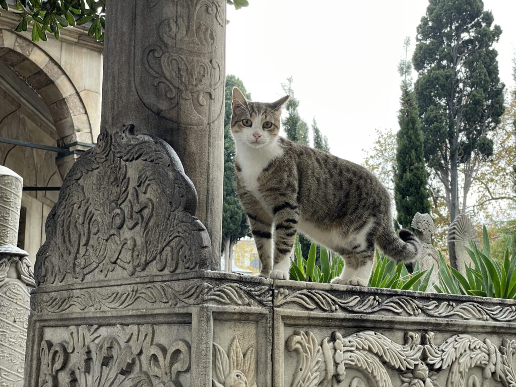 Gatto di Istanbul