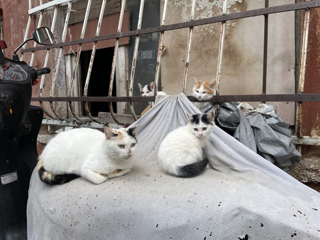 Gatti di Istanbul