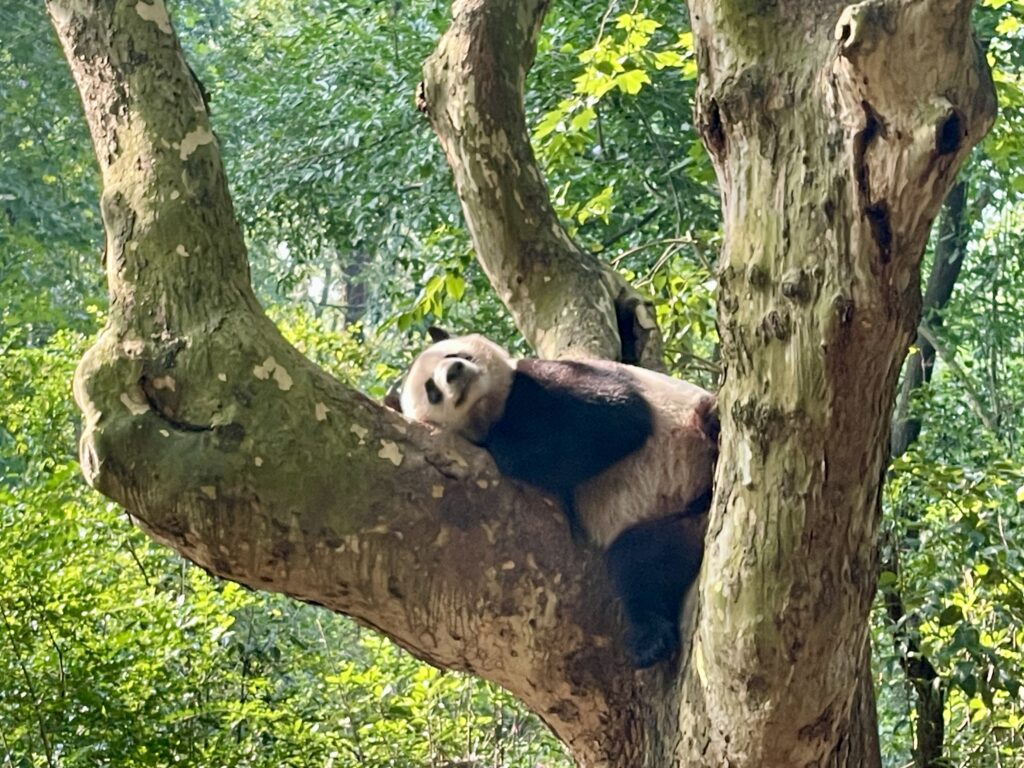 Panda a Chengdu