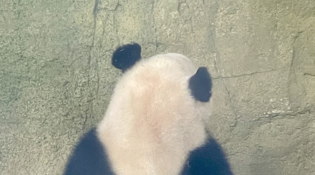 Panda a Chengdu